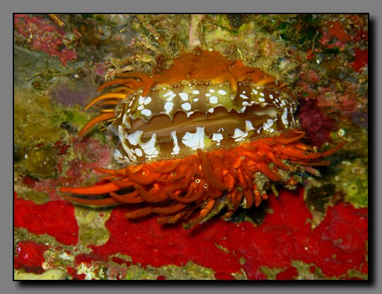 atlantic thorny oyster